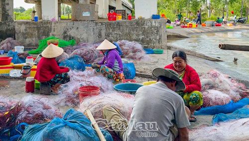 Mỗi buổi thu lưới là lúc cửa biển nhộp nhịp.