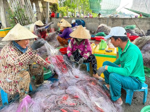Sau khi thu lưới, bà con tập kết về cửa biển để gỡ cá.