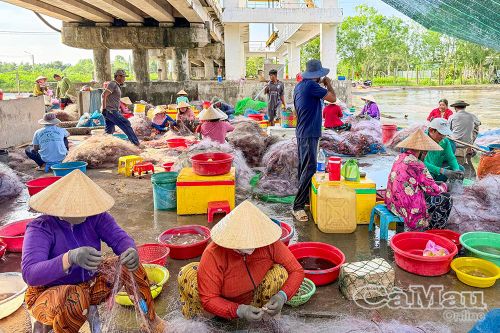 Những người gỡ cá thuê cũng có thêm thu nhập 40.000 đồng/giờ.