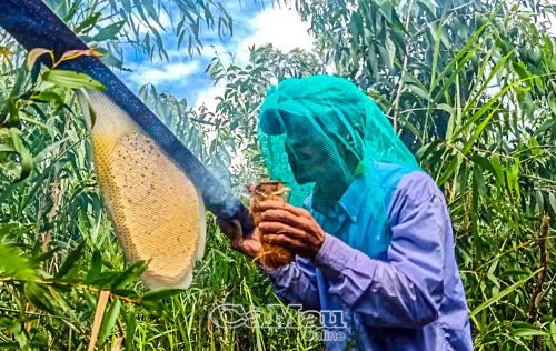 Khoảnh khắc người thợ khéo léo thu hoạch những bánh mật ong rừng vàng óng giữa thiên nhiên U Minh.