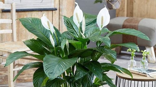 Lan Ý là một trong những loại cây cảnh phổ biến, thường được trồng trong nhà hoặc trước hiên để trang trí và thanh lọc không khí. Ảnh minh họa.