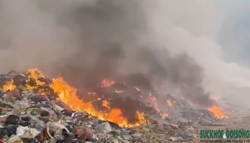Cạnh bãi rác lớn nhất tỉnh Nghệ An là rừng thông
