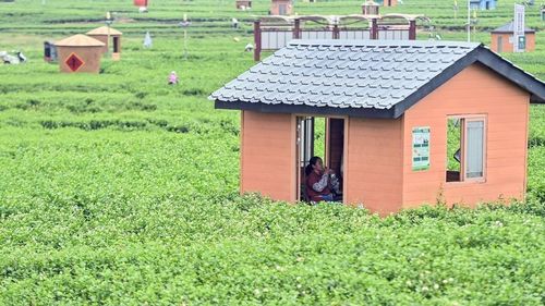 Khu vực trồng nhài ở Quảng Tây. Ảnh: China Daily