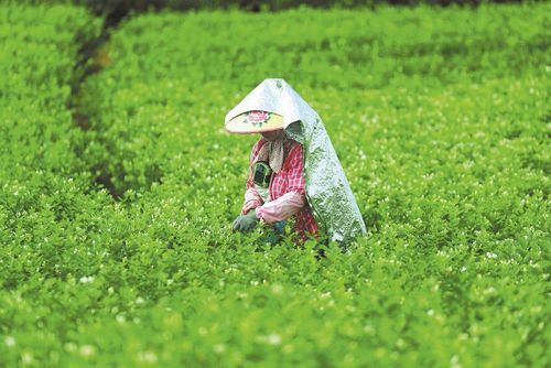 Một công nhân đang thu hoạch hoa nhài ở Quảng Tây, Trung Quốc. Ảnh: China Daily