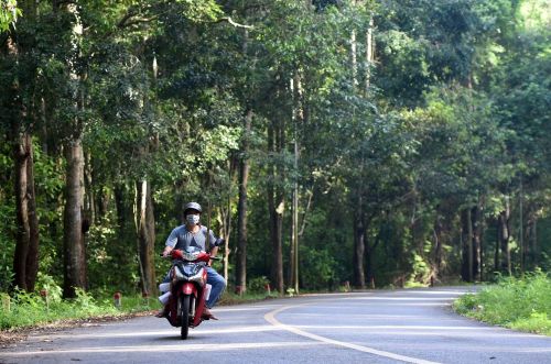 Người đi xe máy di chuyển dưới cánh rừng Xuân Sơn.