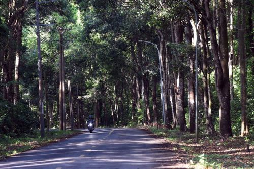 Đường Xuân Sơn-Đá Bạc mát dịu nhờ cây rừng.