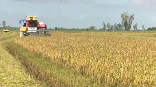 Thu hoạch lúa tại xã Vĩnh Hưng, tỉnh Tây Ninh