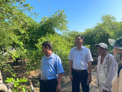Đoàn thăm vườn táo của ông Huỳnh Ngọc Hồi (ấp Hải Hòa). Ảnh: THÀNH HUY