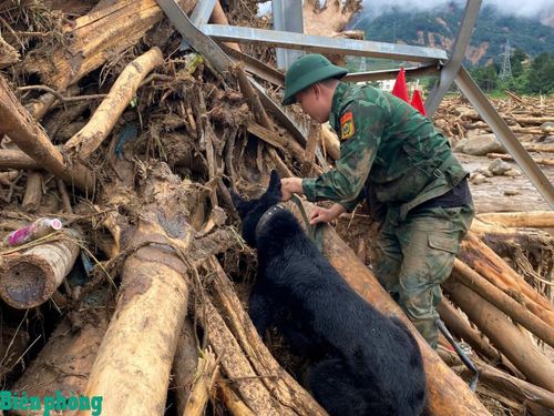 Huấn luyện viên Trường Trung cấp 24 Biên phòng sử dụng chó nghiệp vụ rà soát khu vực cây gỗ, bùn đất bồi lấp để tìm kiếm dấu vết người mất tích. Ảnh: Văn Hợi