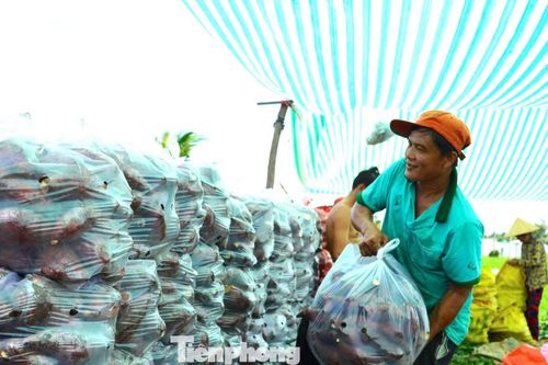 Khoai lang cũng là cây trồng chủ lực của xã Long Thạnh, với gần 284 ha, tập trung tại Hợp tác xã Khoai lang Nguyễn Vũ, năng suất bình quân khoảng 22 tấn/ha. Khi thị trường thuận lợi, giá bán đạt 9.000-12.000 đồng/kg, mang lại lợi nhuận cao. Tuy nhiên, đầu ra vẫn phụ thuộc chủ yếu vào thương lái nên có thời điểm giá giảm xuống chỉ còn vài trăm đồng mỗi ký, khiến người trồng thua lỗ.