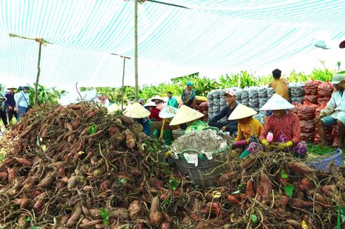 Theo Sở Nông nghiệp và Môi trường tỉnh An Giang, giai đoạn 2021-2025, toàn tỉnh đã chuyển đổi hơn 41.600 ha đất trồng lúa sang các mô hình sản xuất hiệu quả hơn, tăng thu nhập cho nông dân. Tuy nhiên, tỷ lệ diện tích nông sản được doanh nghiệp bao tiêu đầu ra còn thấp, khâu chế biến và bảo quản sau thu hoạch hạn chế, khiến nhiều nông sản, trong đó có khoai lang thường xuyên rơi vào cảnh "được mùa mất giá". Thời gian tới, tỉnh sẽ đẩy mạnh liên kết với doanh nghiệp, phát triển vùng nguyên liệu, xây dựng mã số vùng trồng, truy xuất nguồn gốc và thu hút đầu tư chế biến nhằm nâng cao giá trị nông sản.