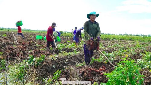 Theo bà Vân, vụ này, tổng chi phí đầu tư cải tạo đất, giống, phân bón, thuốc bảo vệ thực vật và nhân công khoảng 220 triệu đồng, nhưng tiền bán khoai chưa tới 100 triệu đồng, khiến gia đình lỗ khoảng 120 triệu đồng. Diện tích đất trồng khoai lang của bà Vân và nhiều hộ khác trước đây trồng lúa, nhưng hiệu quả thấp do đất còn nhiễm phèn nên nhiều hộ chuyển sang trồng khoai lang. Tuy nhiên, giá khoai những năm gần đây bấp bênh khiến người trồng tiếp tục đối mặt nguy cơ thua lỗ.