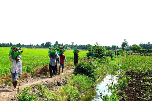 Ông Nguyễn Nhiệm Toàn - Phó Chủ tịch UBND xã Long Thạnh - cho biết, những năm qua địa phương đã tích cực chuyển đổi cơ cấu cây trồng trên diện tích sản xuất lúa kém hiệu quả. Toàn xã hiện có hơn 7.000 ha đất sản xuất nông nghiệp, bên cạnh vùng chuyên canh lúa, địa phương đã hình thành nhiều vùng cây ăn trái, cây màu và nuôi thủy sản theo hướng hàng hóa.