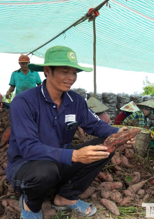 Ông Nguyễn Văn Nhanh (xã Long Thạnh) cho biết gia đình canh tác 15 công khoai lang, năng suất khoảng 50 tạ/công. Với giá bán chỉ từ 170.000 - 210.000 đồng/tạ, mỗi công lỗ khoảng 5 triệu đồng, tổng thiệt hại của vụ sản xuất lên tới khoảng 75 triệu đồng. Theo ông Nhanh, giá khoai giảm mạnh do nhiều địa phương như Vĩnh Long, Tây Ninh, Cần Thơ cũng bước vào thu hoạch rộ, cung vượt cầu. Bên cạnh đó, giao thông nội đồng còn hạn chế, xe tải không thể vào tận ruộng, phải qua nhiều khâu trung chuyển khiến chi phí tăng, làm giá thu mua càng thấp.