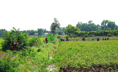 "Nếu không trồng khoai thì chúng tôi cũng không biết trồng cây gì vì đất bị nhiễm mặn, sản xuất lúa không hiệu quả. Bà con mong có doanh nghiệp đầu tư chế biến, liên kết bao tiêu với mức giá ổn định khoảng 400.000 - 450.000 đồng/tạ để yên tâm sản xuất", ông Nhanh bày tỏ.
