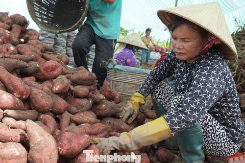Bà Phan Thị Vân (xã Định Hòa, An Giang) cho biết, gia đình có hơn 6 năm gắn bó với cây khoai lang. Vụ này, bà thuê 11 công đất tại xã Long Thạnh để sản xuất. Khi khoai đến kỳ thu hoạch, giá bất ngờ giảm chỉ còn khoảng 50% so với trước vụ thu hoạch, nên gia đình quyết định chưa thu hoạch để chờ giá phục hồi. "Sau gần hai tuần chờ, giá vẫn không tăng trong khi khoai đã quá lứa nên buộc phải bán với giá chỉ từ 150.000 - 200.000 đồng/tạ, tùy loại", bà Vân nói.