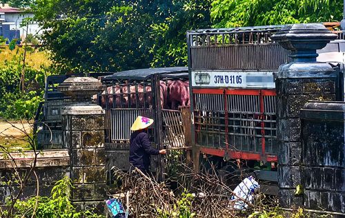 Lực lượng chức năng bắt quả tang các đối tượng đang sang tải lợn từ xe chuyên dụng sang xe tải nhỏ tại khu vực nghĩa trang nhân dân TP. Đông Hà cũ.