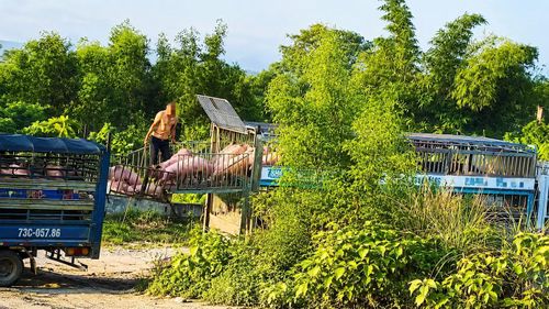 Các đối tượng đang sang lợn bệnh từ xe lớn sang xe nhỏ để đưa về lò mổ.