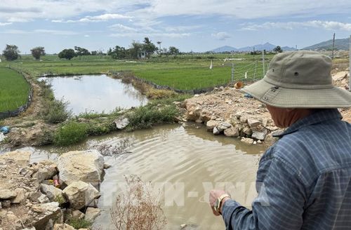 Nhiều diện tích ruộng gần sát Dự án cao tốc Chí Thạnh - Vân Phong bị ngập úng không sản xuất được. Ảnh: Tường Quân - TTXVN 