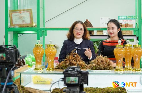 Livestream giới thiệu sâm Ngọc Linh là giải pháp thúc đẩy kinh doanh được UBND xã Nam Trà My triển khai. Ảnh: HỒ QUÂN