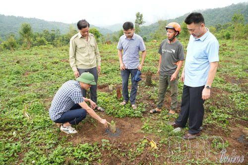Lãnh đạo xã Búng Lao kiểm tra công tác trồng cây cà phê tại bản Huổi Chỏn.