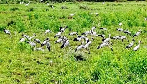 Đàn cò ốc với hàng trăm con thường xuyên xuất hiện tại khu vực đồng ruộng xóm Thanh Vân Tây (thôn Quảng Vân, xã Tuy Phước). Ảnh: M.N
