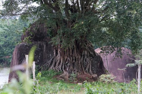  Có những khối đá được ôm ấp bởi những bộ rễ của cây cổ thụ. Ảnh: Hoàng Ngọc 
