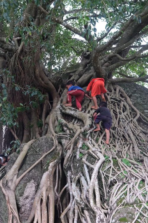  Nhiều thế hệ người Xê Đăng xem những phiến đá, gốc cây như một phần thân thuộc trong đời sống. Ảnh: Hoàng Ngọc 