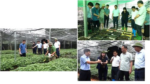  Đồng chí Hoàng Thị Thanh Bình - Phó Chủ tịch HĐND tỉnh Lào Cai khảo sát mô hình phát triển dược liệu tại xã Púng Luông. 