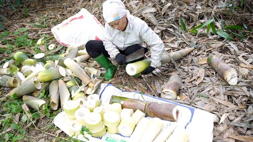 Người dân thu hoạch măng tre Bát độ trong vụ chính, mang lại nguồn thu nhập ổn định.
