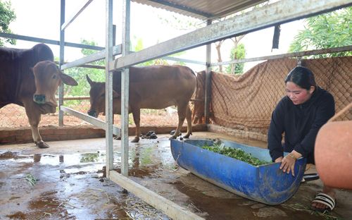 Chị H'Duynh Ktul tận dụng nguồn nguyên liệu có sẵn như: cỏ, rau trộn thêm thức ăn cho bò giống để giảm chi phí
