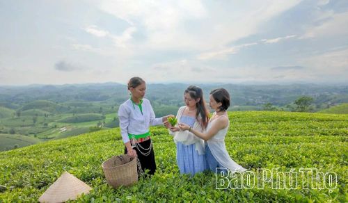 Du khách trải nghiệm hái chè ngay tại vùng nguyên liệu.
