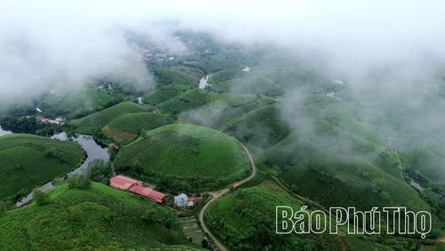 Đồi chè Long Cốc, thế mạnh để phát triển kinh tế sinh thái đa giá trị của địa phương.