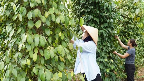 Tiêu Cùa-đặc sản của vùng đất Cam Lộ - Ảnh: N.T.H