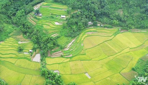 Màu vàng của cánh đồng lúa hòa sắc xanh của rừng tại xã Cao Minh.