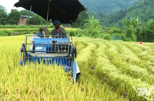 Người dân xã Cao Minh thu hoạch lúa xuân.