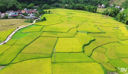 Mỗi thửa ruộng như mảnh ghép tạo nên sắc màu của bức tranh đồng quê.