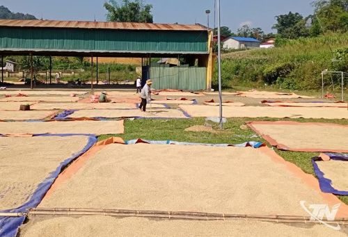 Tranh thủ thời tiết nắng đẹp người dân phơi thóc.
