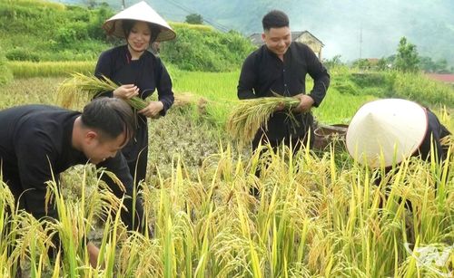 Niềm vui được mùa.