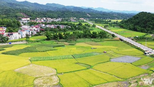 Cánh đồng lúa chín gần khu vực trung tâm xã Phủ Thông đan xen với những mái nhà xây, con đường nhựa trải dài thẳng tắp, tạo nên khung cảnh thanh bình.