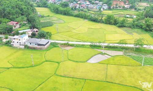 Cánh đồng lúa thôn Đông Viên, xã Bạch Thông.