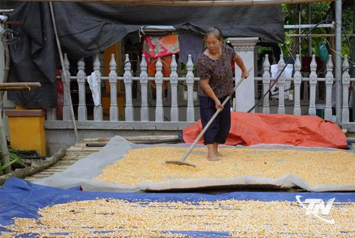 Được hỗ trợ kinh phí khôi phục sản xuất sau thiên tai, gia đình bà Nông Thị Huyền (thôn Yến Lạc, xã Na Rì) đã ổn định sản xuất, từng bước phục hồi sinh kế.