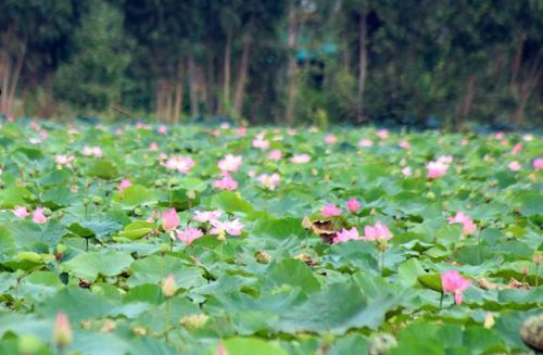 Hoa sen Đồng Tháp không chỉ mang giá trị văn hóa mà còn là sản phẩm đặc trưng được phát triển theo hướng nâng cao giá trị và bảo hộ sở hữu trí tuệ.