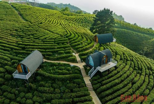 Đồi chè Khu du lịch sinh thái Kolia, xã Thành Công.