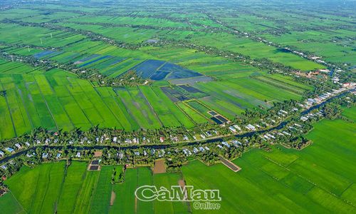 Bức tranh xanh mát tại vùng ngọt các xã: Khánh Bình, Khánh Hưng, Ðá Bạc, Trần Văn Thời với trên 32.000 ha lúa hè thu đang trong giai đoạn sinh trưởng tốt.