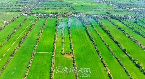 Hơn 93.000 ha diện tích xuống giống với các giống lúa chất lượng cao, vụ lúa hè thu năm nay hứa hẹn tiếp tục khẳng định thương hiệu lúa gạo Cà Mau trên thị trường.