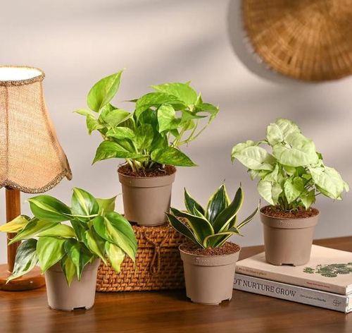 Cây xanh là biểu tượng của sự sống, sự phát triển và năng lượng dương.