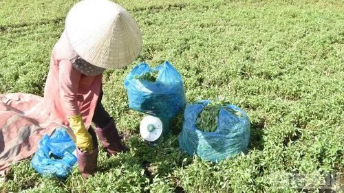 Nông dân tranh thủ thu hoạch những ruộng rau không thiệt hại ở xã Long Hưng (tỉnh Đồng Tháp).