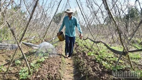 Nông dân xã Long Hưng (tỉnh Đồng Tháp) chăm sóc cho rau màu phục hồi sau khi thiệt hại bất thường.