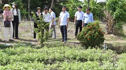 Lãnh đạo tỉnh Đồng Tháp kiểm tra các ruộng rau thiệt hại chưa rõ nguyên nhân.